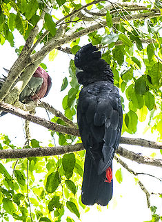 Red Tailed Black Cockatoo Having a chat with a Major Mitchell Australia,Calyptorhynchus banksii,Fall,Geotagged,Red-tailed black cockatoo