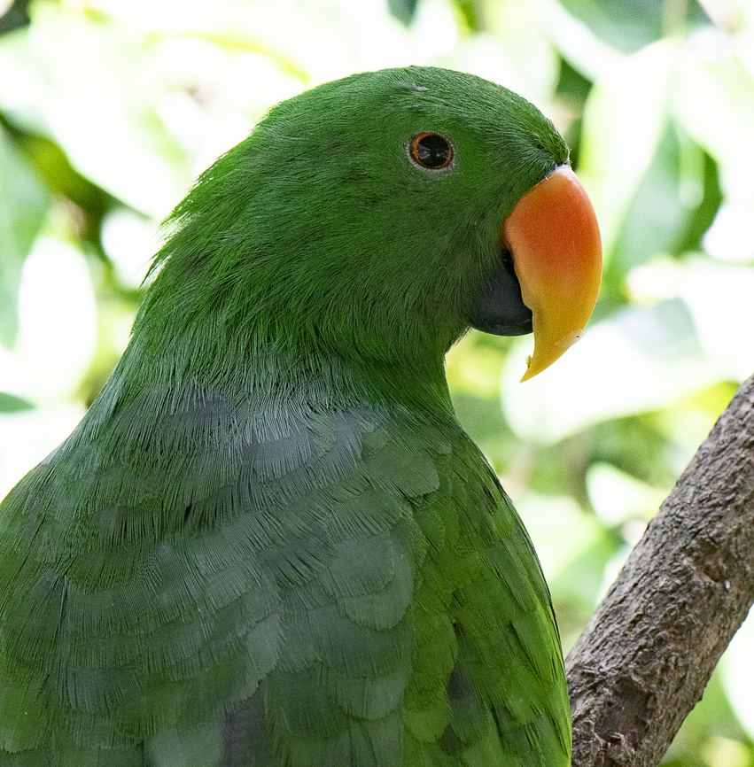 Eclectus parrot ♂︎ Eclectus parrots live in tropical rainforests and originated in the Solomon Islands. Wild populations also live in northeastern Australia, Indonesian, the Moluccas, and New Guinea. Its name &quot;eclectus&quot; is derived from the word &quot;eclectic&quot; since the male and female species look so different.  Australia,Eclectus Parrot,Eclectus roratus,Fall,Geotagged