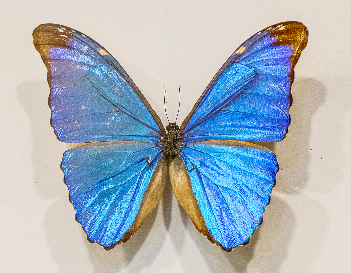 Morpho menelaus Specimen behind glass Australia,Fall,Geotagged,Morpho menelaus