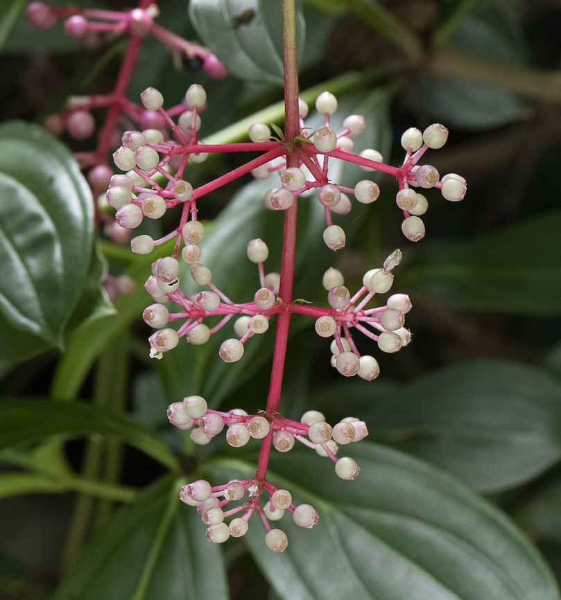 Medinilla magnifica  Australia,Fall,Geotagged,Medinilla magnifica,Philippine Orchid