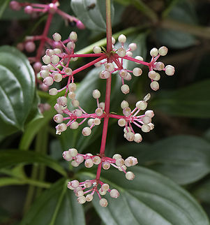 Medinilla magnifica  Australia,Fall,Geotagged,Medinilla magnifica,Philippine Orchid