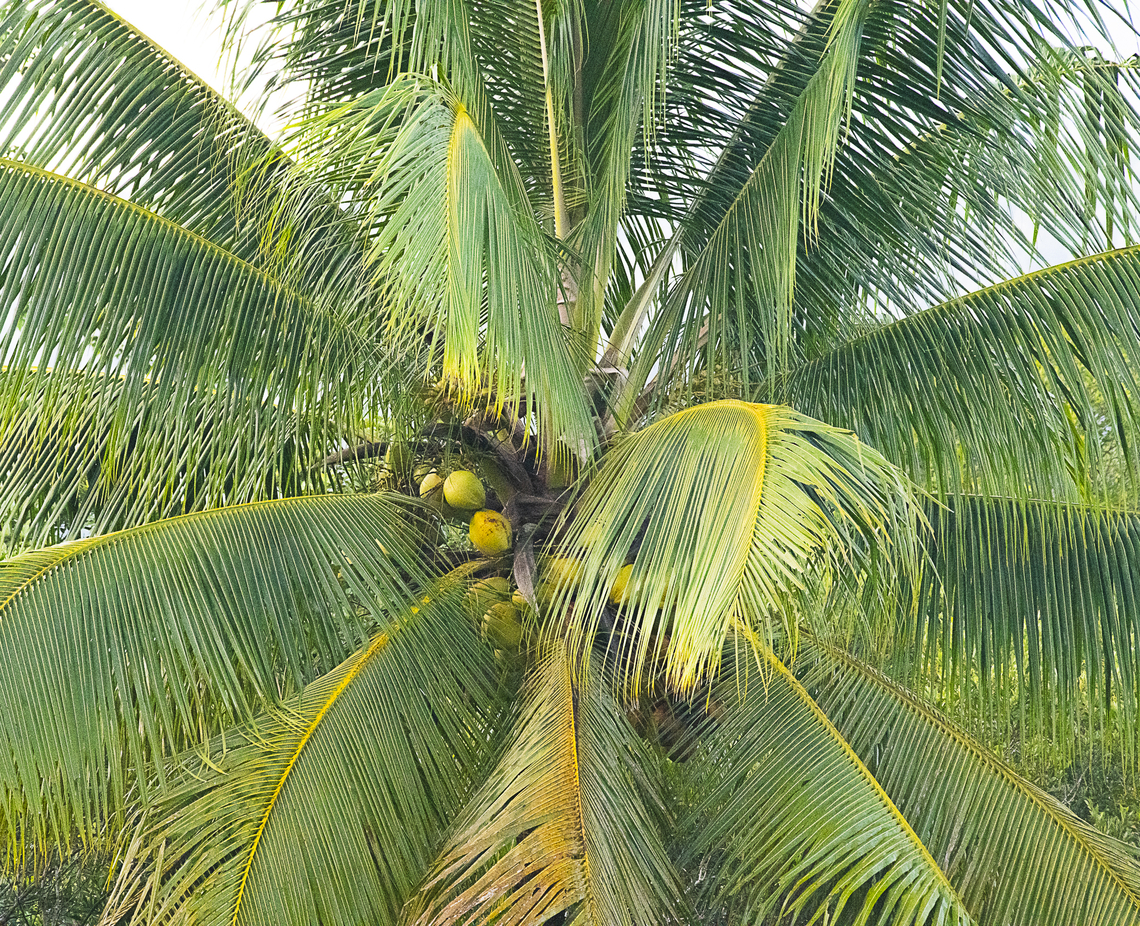 Coconut Palm  Australia,Coconut palm,Cocos nucifera,Fall,Geotagged