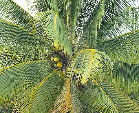 Coconut Palm  Australia,Coconut palm,Cocos nucifera,Fall,Geotagged