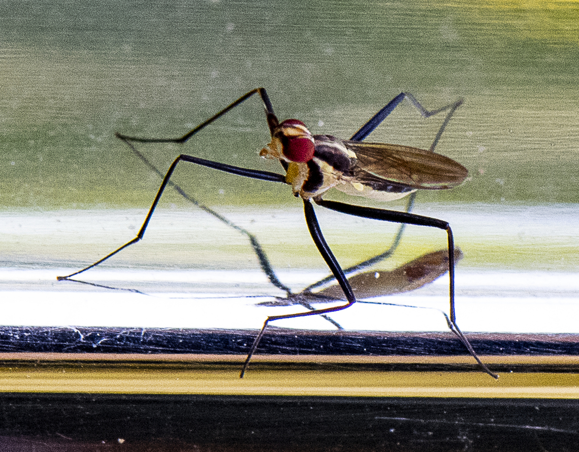 Telostylinus lineolatus  <br />
 Australia,Fall,Geotagged,Telostylinus lineolatus