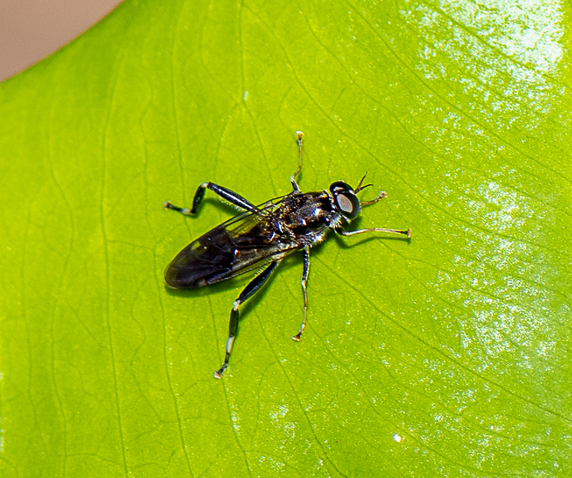 Garden Soldier Fly  Australia,Exaireta spinigera,Fall,Garden soldier fly,Geotagged