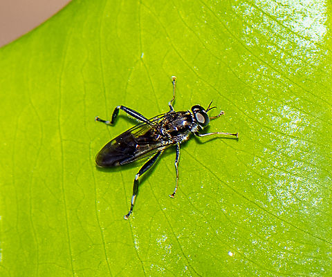 Garden Soldier Fly  Australia,Exaireta spinigera,Fall,Garden soldier fly,Geotagged