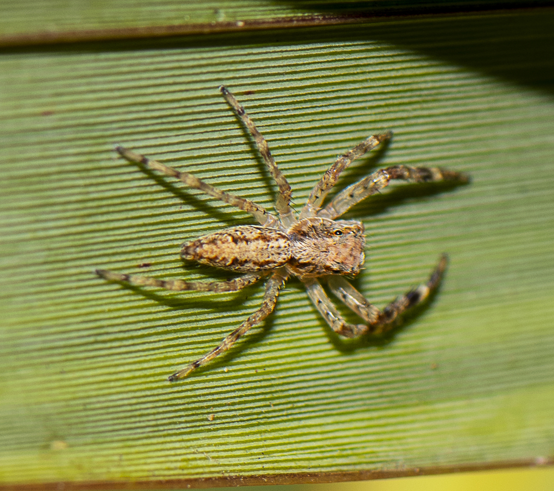 Helpis minitabunda (L. Koch 1880) Bronze hopper, Bronze Aussie Jumper  Australia,Bronze copper,Fall,Geotagged,Helpis minitabunda,Lycaena hyllus