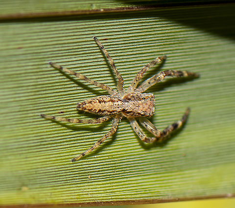 Helpis minitabunda (L. Koch 1880) Bronze hopper, Bronze Aussie Jumper  Australia,Bronze copper,Fall,Geotagged,Helpis minitabunda,Lycaena hyllus