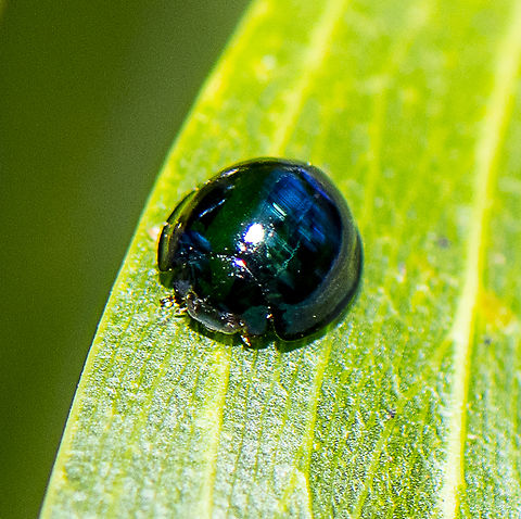 Halmus chalybeus  Australia,Fall,Geotagged,Halmus chalybeus,Steelblue Lady Beetle