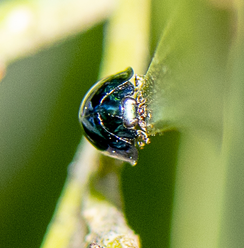 Halmus chalybeus  Australia,Fall,Geotagged,Halmus chalybeus,Steelblue Lady Beetle