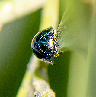 Halmus chalybeus  Australia,Fall,Geotagged,Halmus chalybeus,Steelblue Lady Beetle