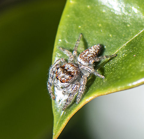 Opisthoncus parcedentatus  Australia,Fall,Garden jumping spider,Geotagged,Opisthoncus parcedentatus