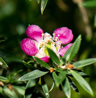 Leptospermum australe  Australia,Fall,Geotagged,Leptospermum lanigerum,Woolly Teatree