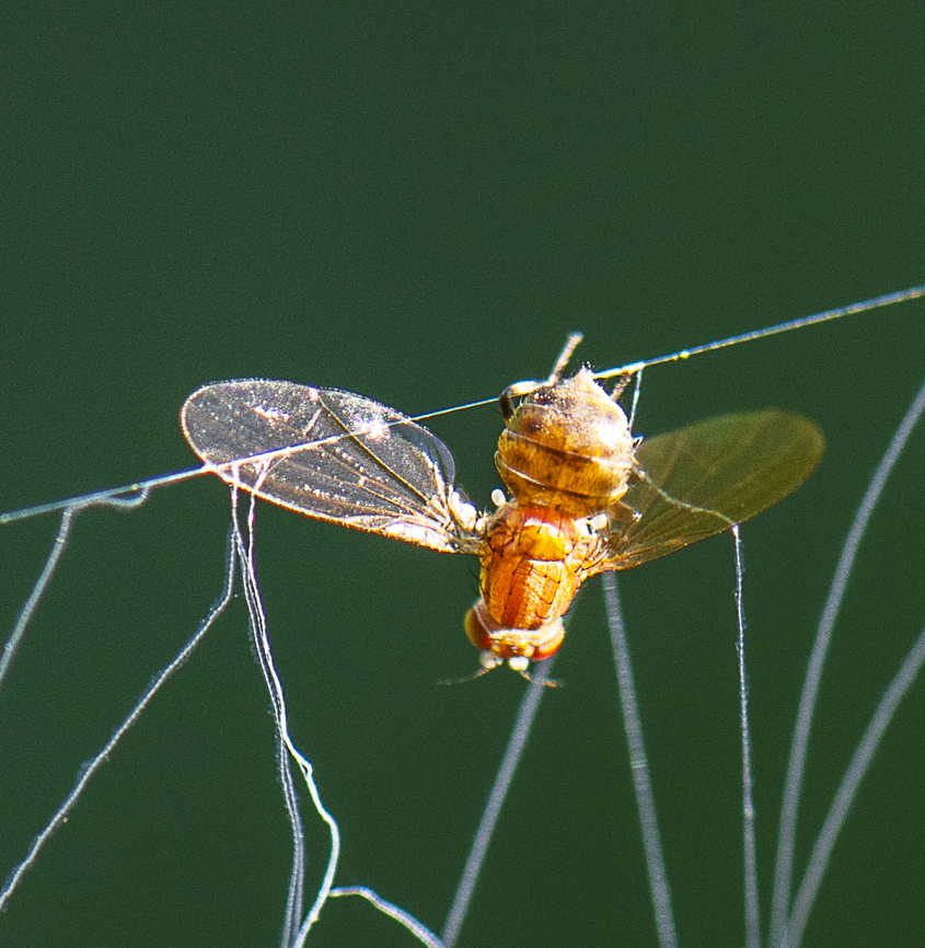 A Golden Death for this Fly Came upon this web victim as it expired. Australia,Fall,Geotagged