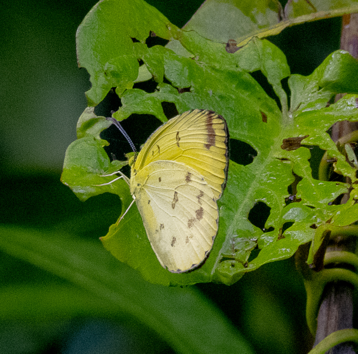 Scalloped Grass Yellow - Eurema alitha  Australia,Common Grass Yellow,Eurema alitha,Eurema hecabe,Fall,Geotagged,Scalloped grass yellow
