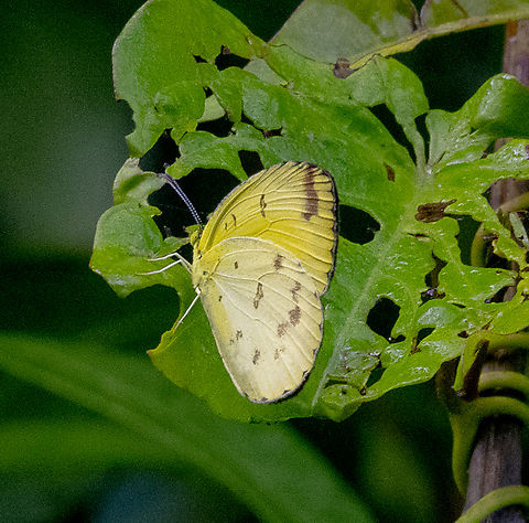 Scalloped Grass Yellow - Eurema alitha  Australia,Common Grass Yellow,Eurema alitha,Eurema hecabe,Fall,Geotagged,Scalloped grass yellow
