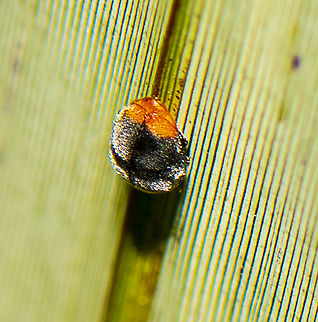 Black mealy bug predator  Australia,Black Mealybug Predator,Exochomus flavipes,Fall,Geotagged