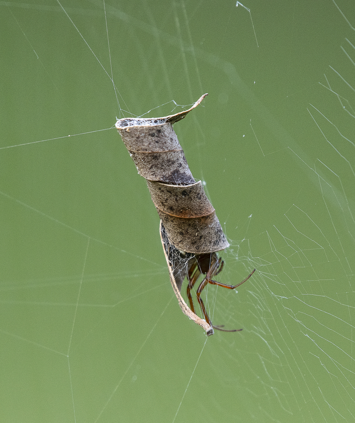 Leaf Curling Spider  Australia,Fall,Geotagged,Leaf curling spider,Phonognatha graeffei