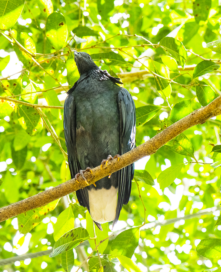 Nicobar Pigeon Kept in bird &#039;sanctuary&#039; Australia,Caloenas nicobarica,Fall,Geotagged,Nicobar Pigeon