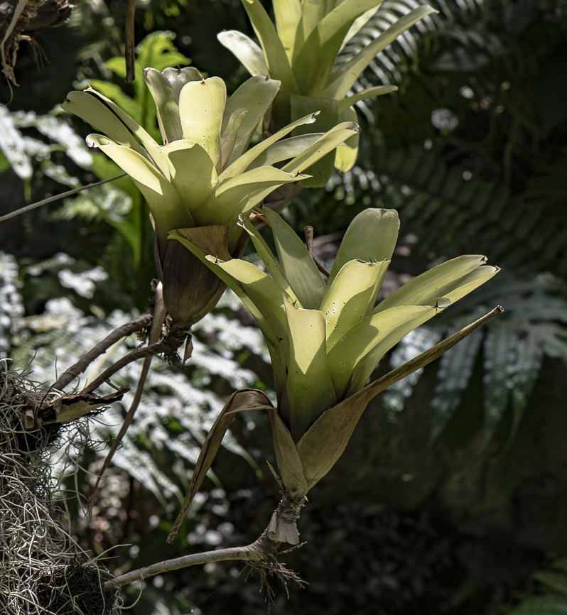 Tropical Bromeliad  Australia,Fall,Geotagged
