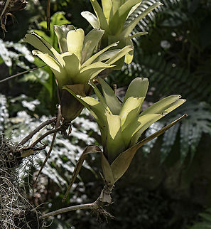 Tropical Bromeliad  Australia,Fall,Geotagged