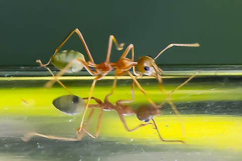 Green Tree Ant  Asian Weaver Ant,Australia,Fall,Geotagged,Oecophylla smaragdina