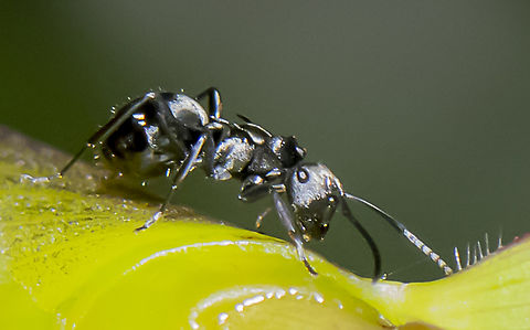 Spiny Ant  Armed Spiny Ant,Australia,Fall,Geotagged,Polyrhachis armata,Polyrhachis phryne,Spiny Ant