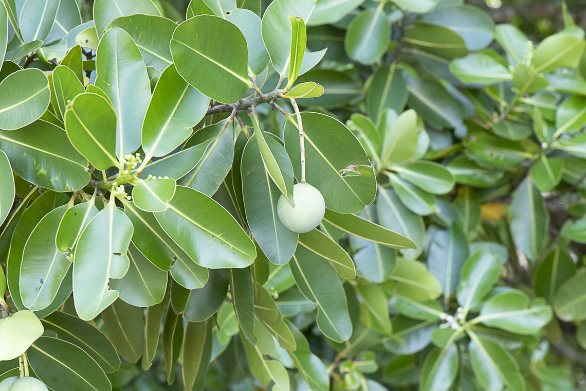 Calophyllum inophyllum  Australia,Calophyllum inophyllum,Fall,Geotagged,Tamanu