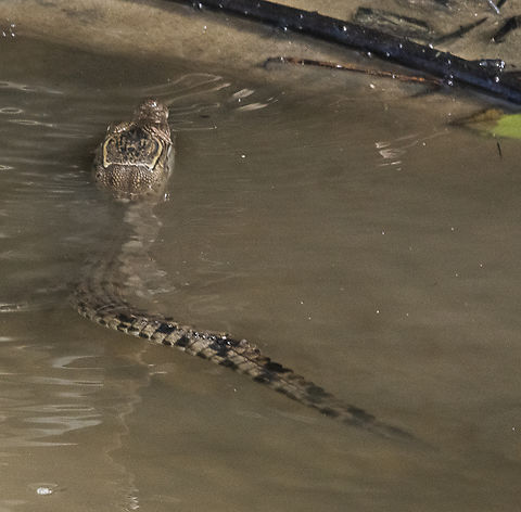 Baby saltwater crocodile  Australia,Crocodylus porosus,Fall,Geotagged,Saltwater crocodile