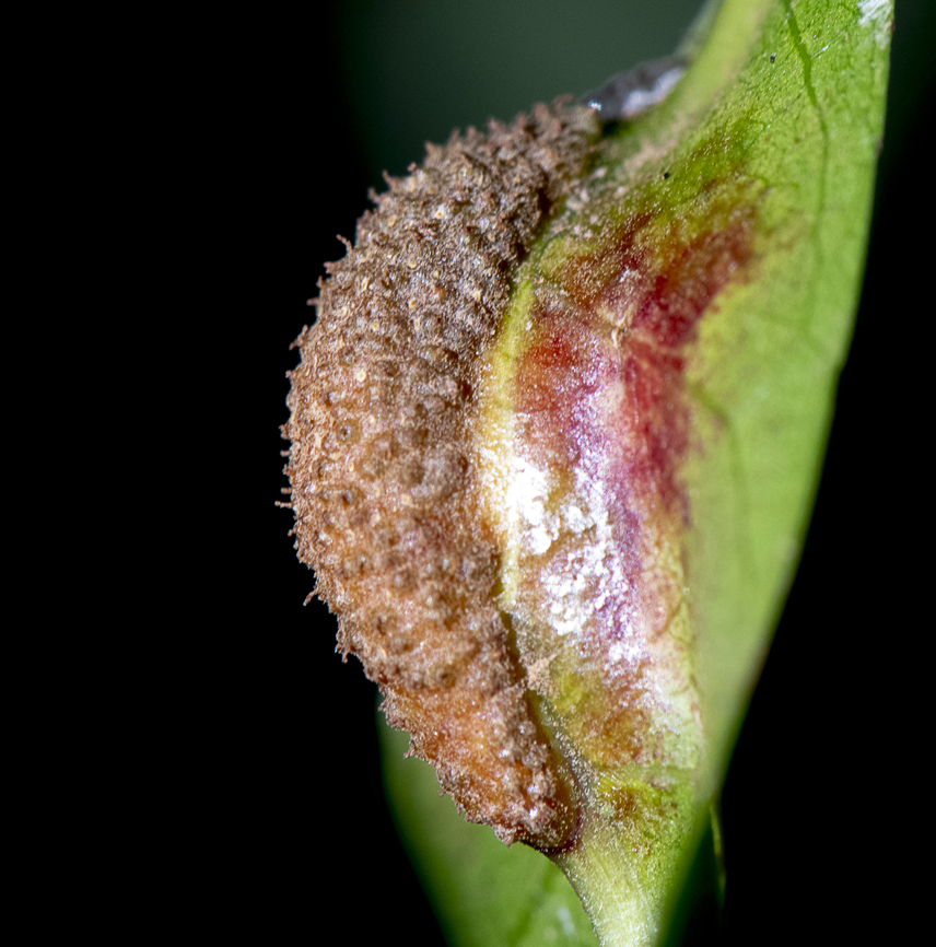 Slug like Deposit  Australia,Fall,Geotagged