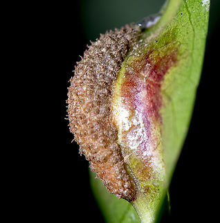 Slug like Deposit  Australia,Fall,Geotagged