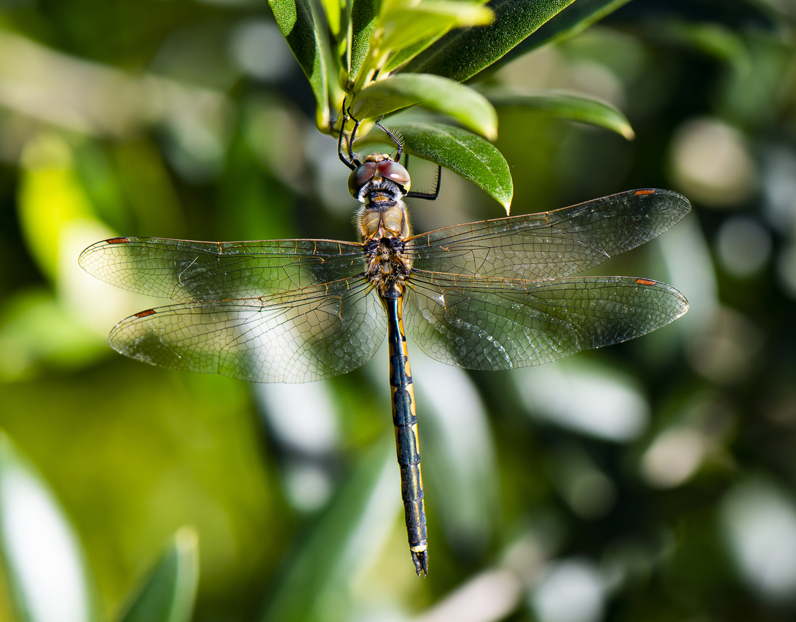 Australian Emerald Dragonfly Immature as the eyes have not turned emerald Australia,Australian emerald,Fall,Geotagged,Hemicordulia australiae