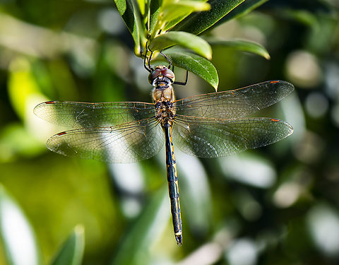 Australian Emerald Dragonfly Immature as the eyes have not turned emerald Australia,Australian emerald,Fall,Geotagged,Hemicordulia australiae