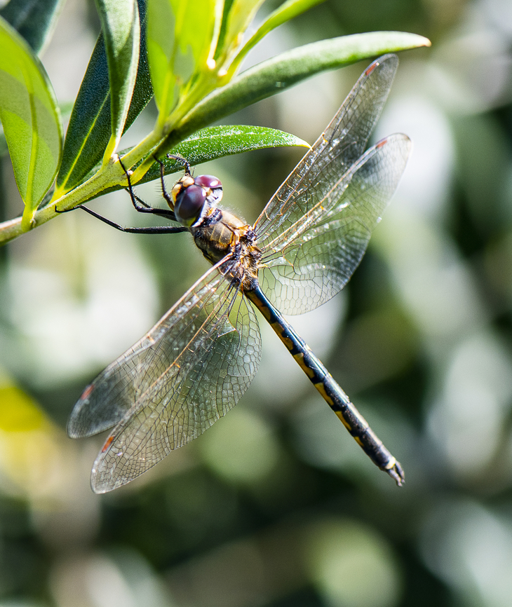 Australian Emerald Dragonfly  Australia,Australian emerald,Fall,Geotagged,Hemicordulia australiae