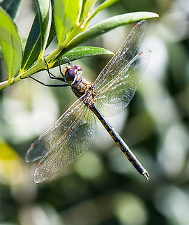 Australian Emerald Dragonfly  Australia,Australian emerald,Fall,Geotagged,Hemicordulia australiae