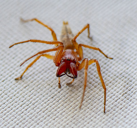 Garden sac spider - Clubiona robusta male ?  Australia,Cheiracanthium gracile,Clubiona robusta,Fall,Geotagged,Stout sac spider
