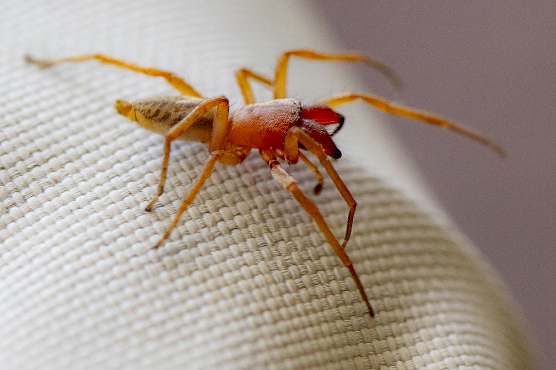 Garden Sac Spider - Clubiona robusta male Marks on abdomen confusing Australia,Clubiona robusta,Fall,Geotagged,Stout sac spider