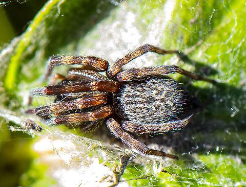 Badumna longinqua - Grey house spider  Badumna longinqua