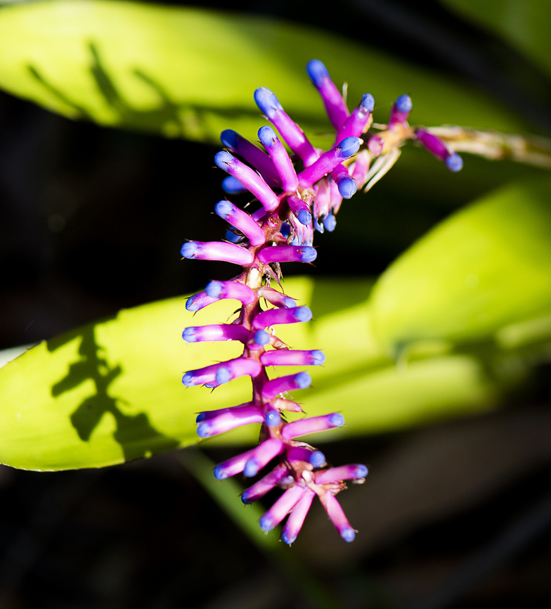 Pretty Spray - Bromeliad - Aechmea apocalyptica  Aechmea apocalyptica,Australia,Fall,Geotagged