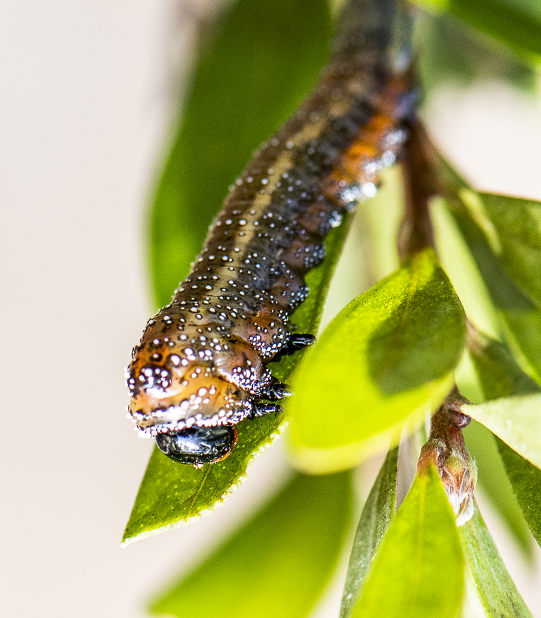 Bottlebrush sawfly  - Pterygophorus cinctus  Australia,Bottlebrush sawfly,Fall,Geotagged,Pterygophorus cinctus