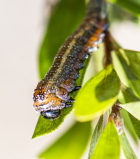 Bottlebrush sawfly  - Pterygophorus cinctus  Australia,Bottlebrush sawfly,Fall,Geotagged,Pterygophorus cinctus
