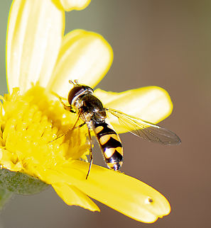 Melangyna damastor  Australia,Fall,Geotagged,Melangyna damastor