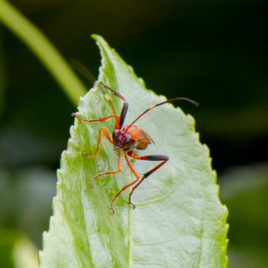 Ichneumon Wasp - Ctenochares bicolorus  Australia,Ctenochares bicolorus,Fall,Geotagged