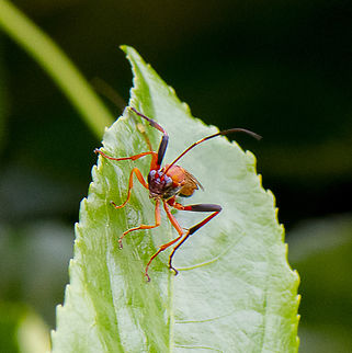Ichneumon Wasp - Ctenochares bicolorus  Australia,Ctenochares bicolorus,Fall,Geotagged
