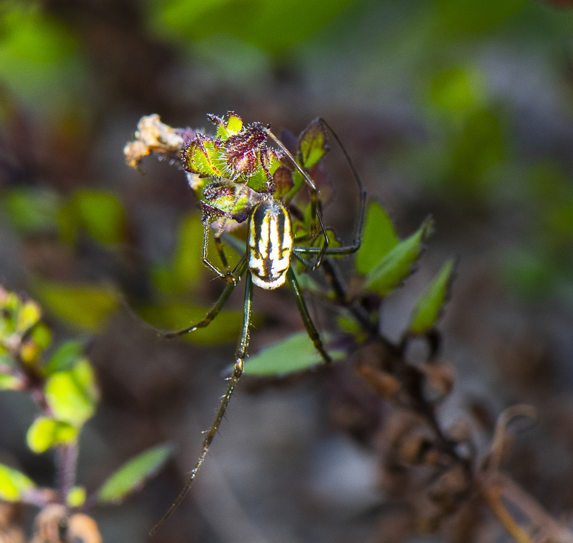Silver Orb Spider  Australia,Decorative Silver Orb Spider,Fall,Geotagged,Humped silver orb spider,Leucauge decorata,Leucauge dromedaria