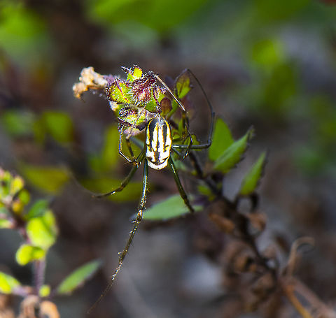 Silver Orb Spider  Australia,Decorative Silver Orb Spider,Fall,Geotagged,Humped silver orb spider,Leucauge decorata,Leucauge dromedaria