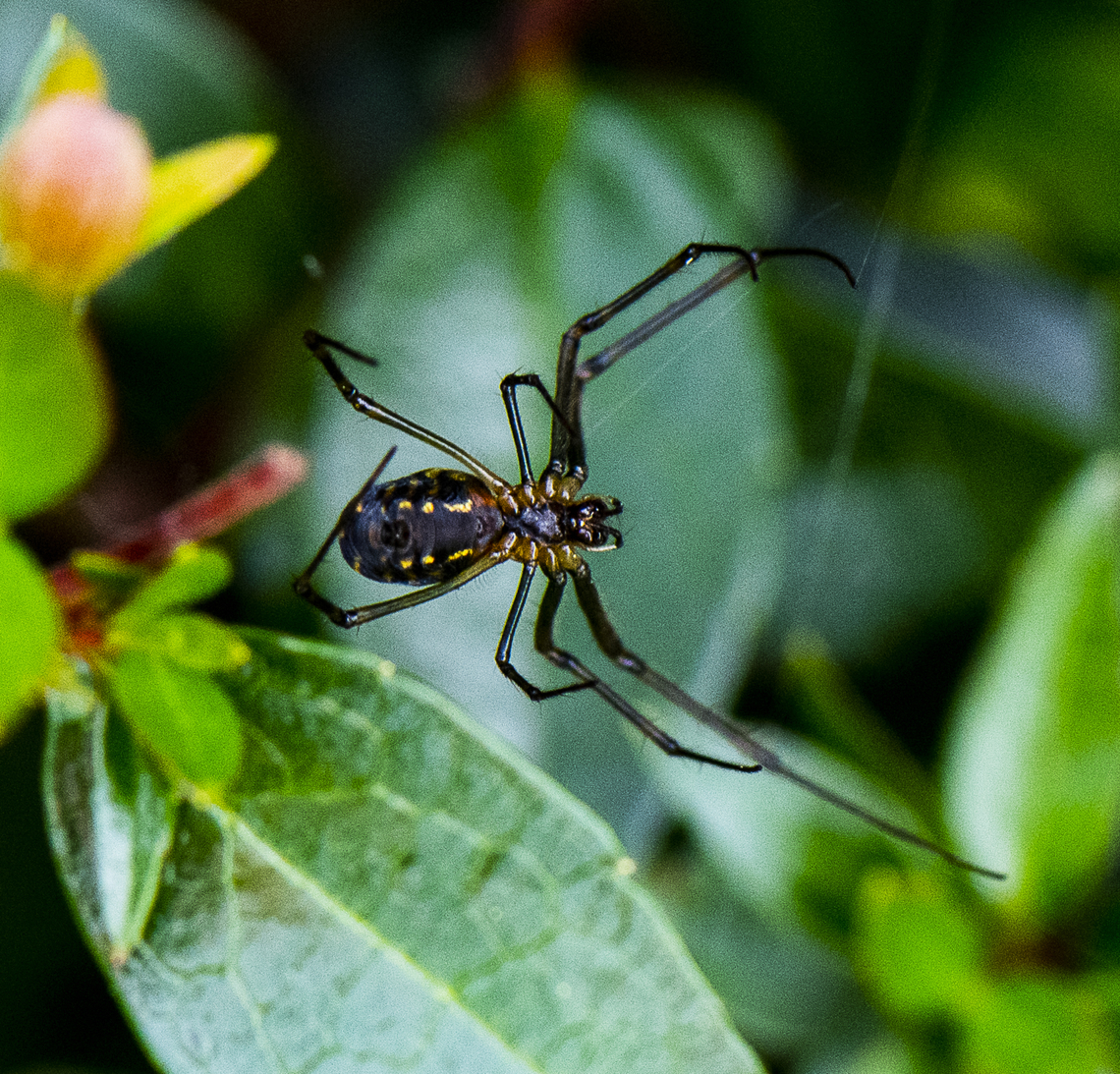 Silver Orb Spider  Australia,Decorative Silver Orb Spider,Fall,Geotagged,Humped silver orb spider,Leucauge decorata,Leucauge dromedaria