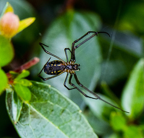 Silver Orb Spider  Australia,Decorative Silver Orb Spider,Fall,Geotagged,Humped silver orb spider,Leucauge decorata,Leucauge dromedaria