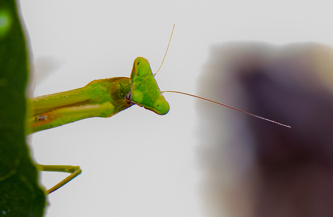 Peek a boo - Australian Green Mantis  Australian Green Mantis,Orthodera ministralis