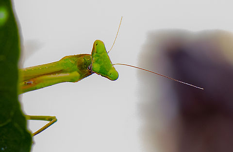 Peek a boo - Australian Green Mantis  Australian Green Mantis,Orthodera ministralis
